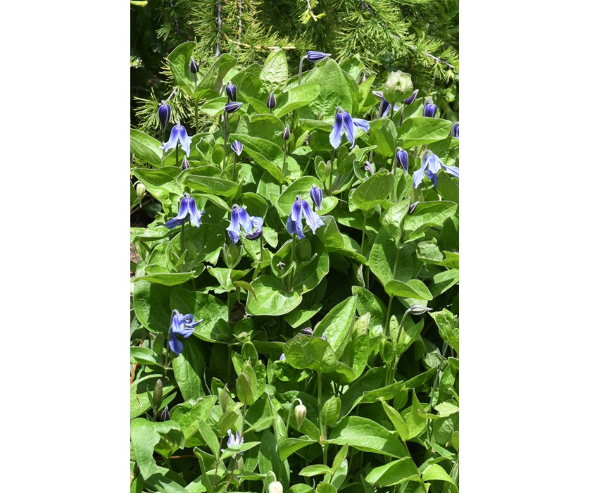 Mongolian Bells Clematis
